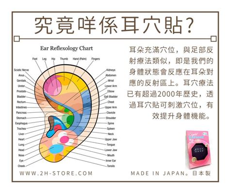 耳貼是什麼|淺談耳穴敷貼療法